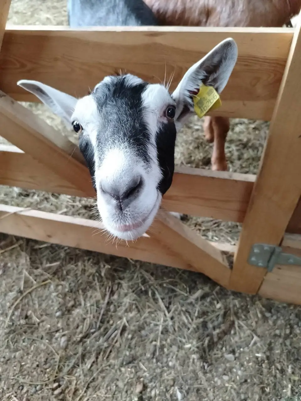 Экскурсионный тур на сыроварню «Милаша»