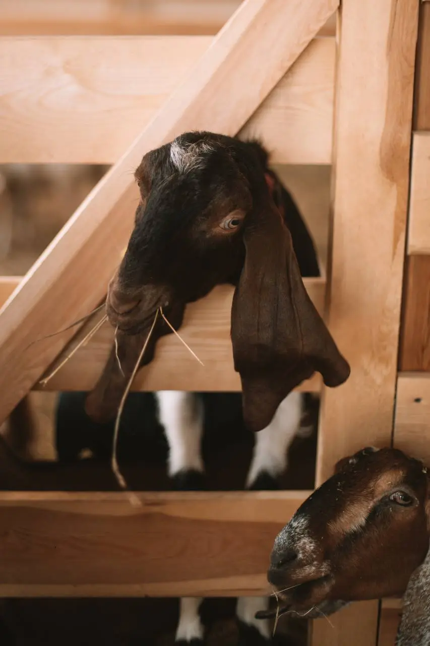 Экскурсионный тур на сыроварню «Милаша»