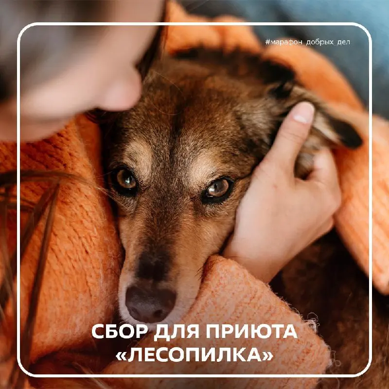 Марафон добрых дел — сбор помощи для животных из приюта «Лесопилка»