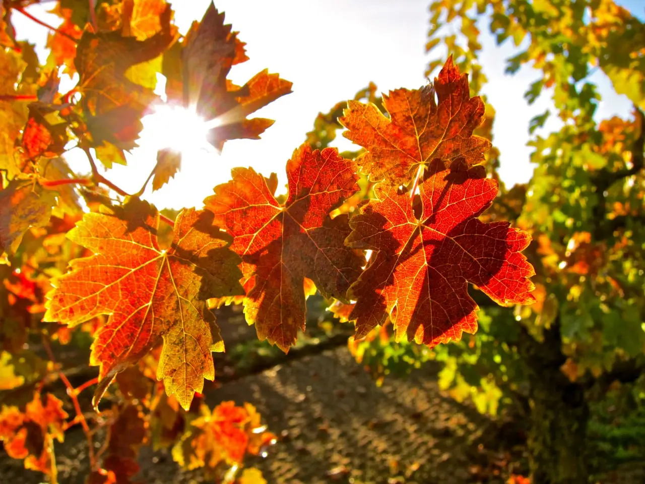 Расписание ближайших дегустаций в Москве