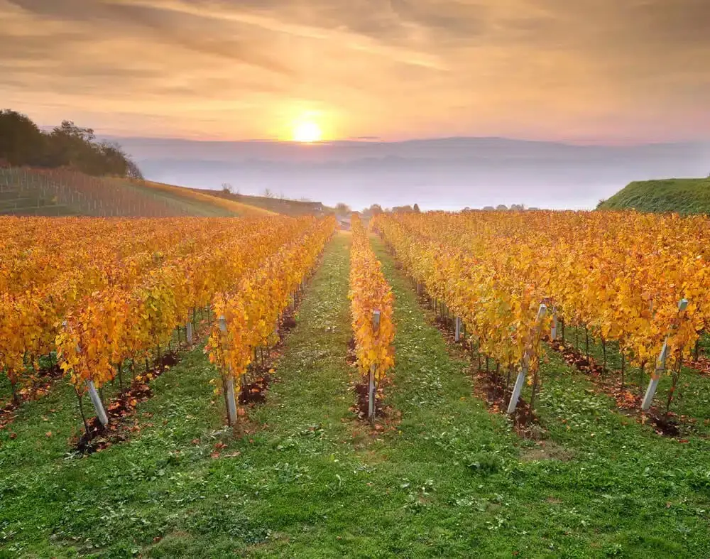 Wine tasting and wine events listings