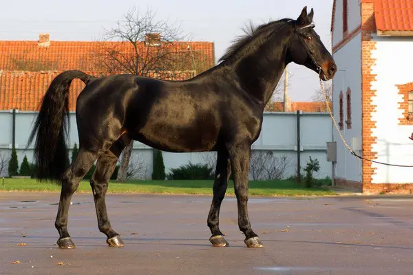 Путешествие в Средневековье — рыцарские замки Восточной Пруссии