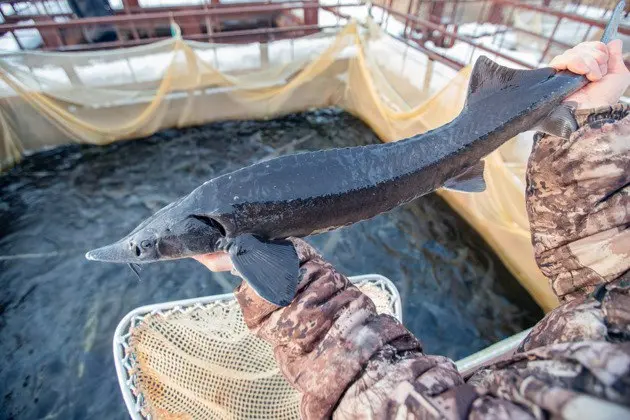 Рыбоводный завод Биосфера ФИШ