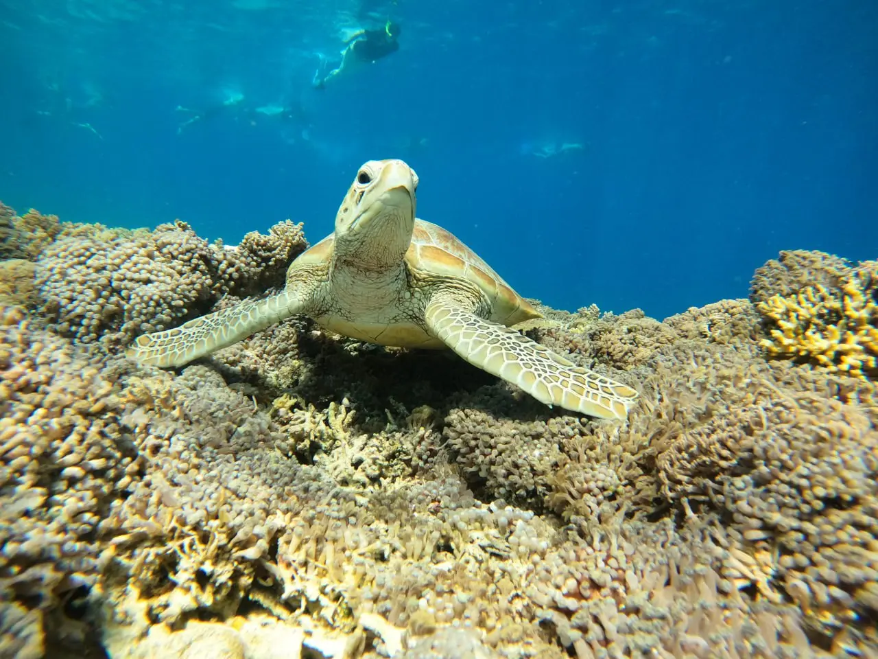 THE TRIP НА ГИЛИ