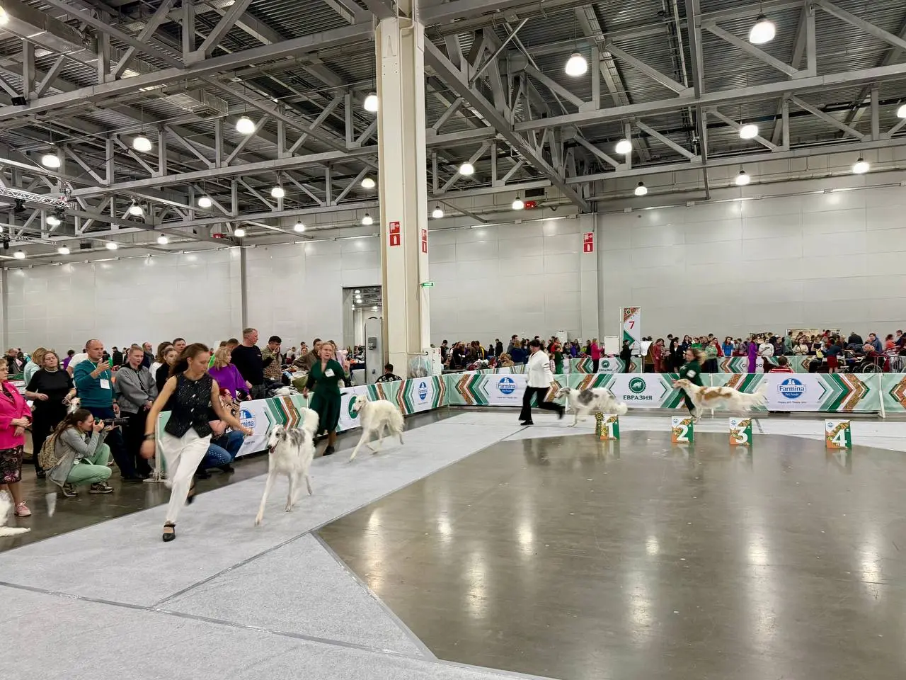 Евразия 2025 — выставка собак в Крокус Экспо