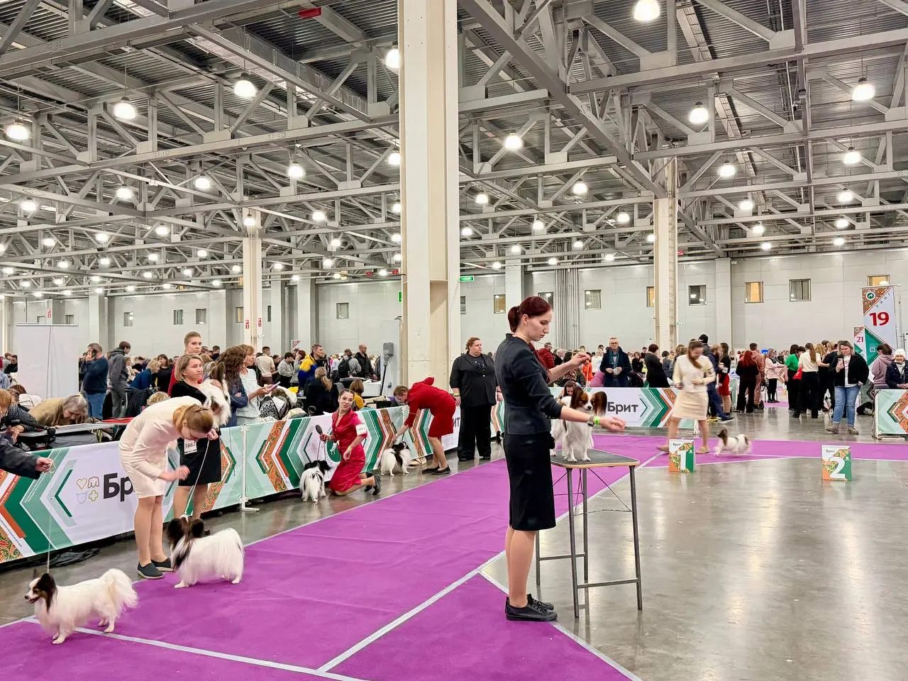 Евразия 2025 — выставка собак в Крокус Экспо