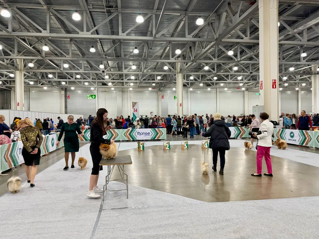 Евразия 2025 — выставка собак в Крокус Экспо