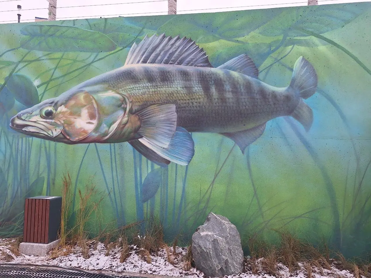 Рыбы на новой набережной в Перми