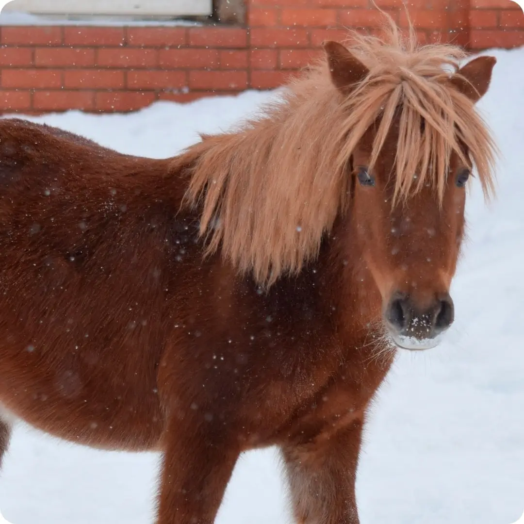 НОВОГОДНЯЯ СКАЗКА: АВТОБУСНЫЙ ТУР В ЦИРК И К ДЕДУ МОРОЗУ