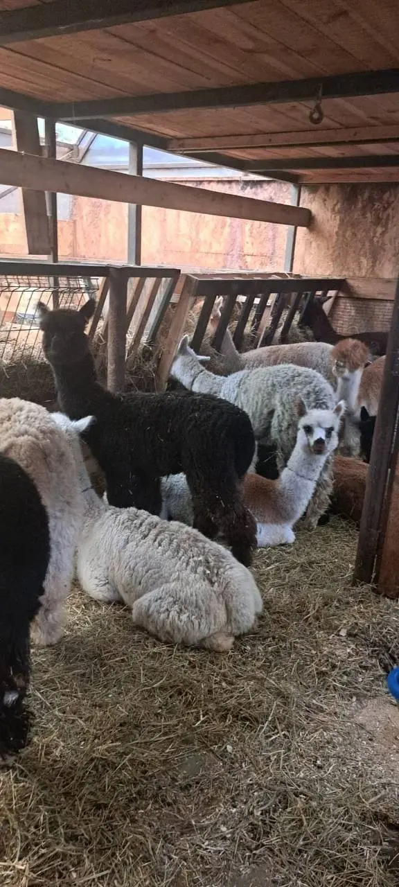 Альпаки на поезде приедут в барнаульский зоопарк