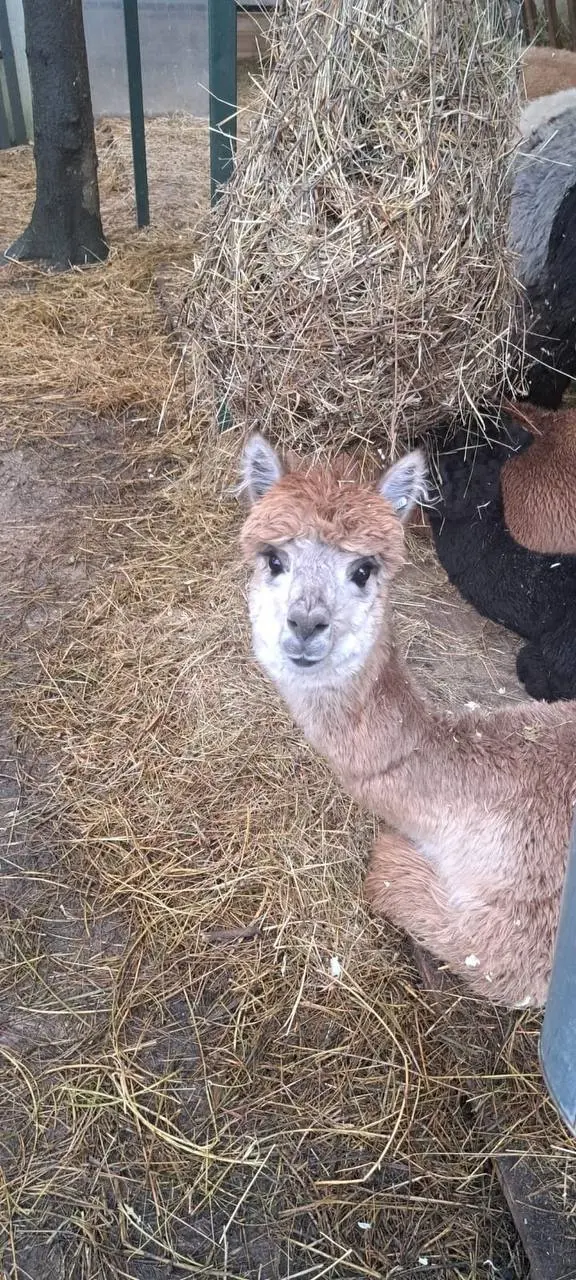 Альпаки на поезде приедут в барнаульский зоопарк