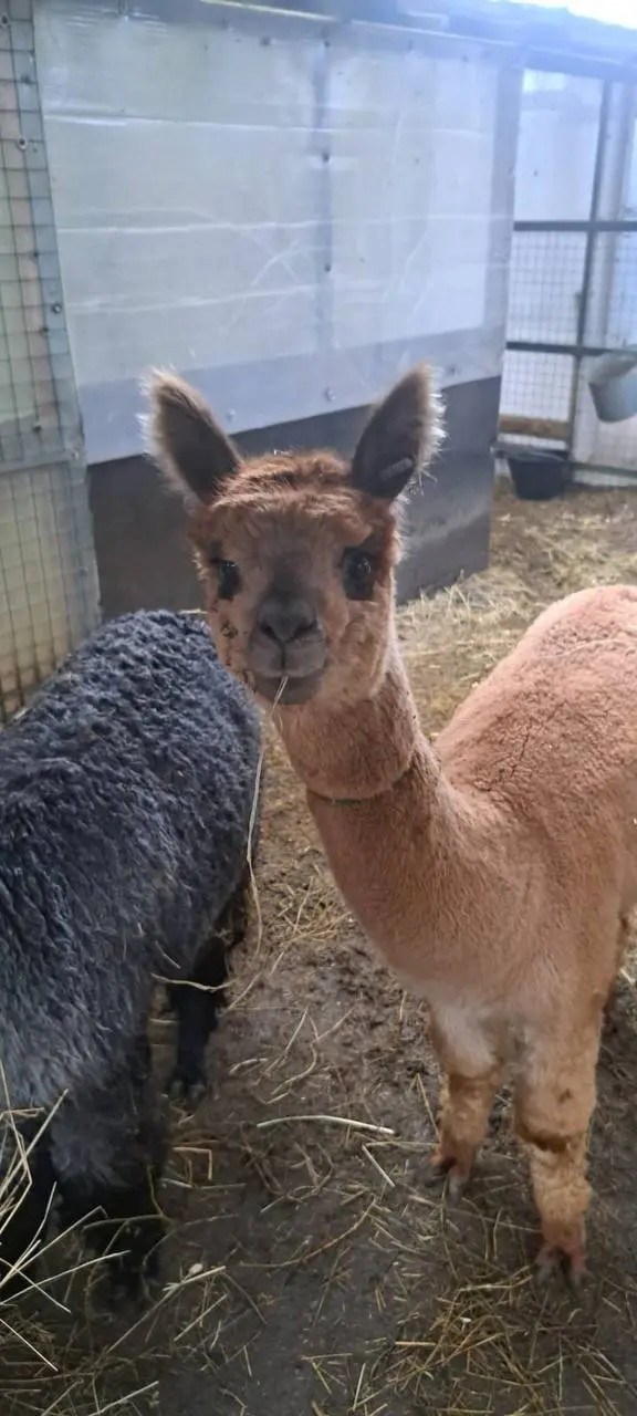 Альпаки на поезде приедут в барнаульский зоопарк