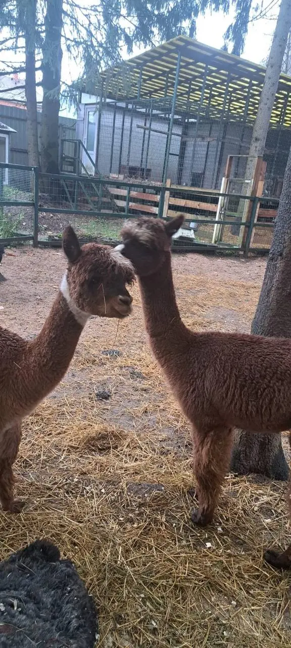 Альпаки на поезде приедут в барнаульский зоопарк