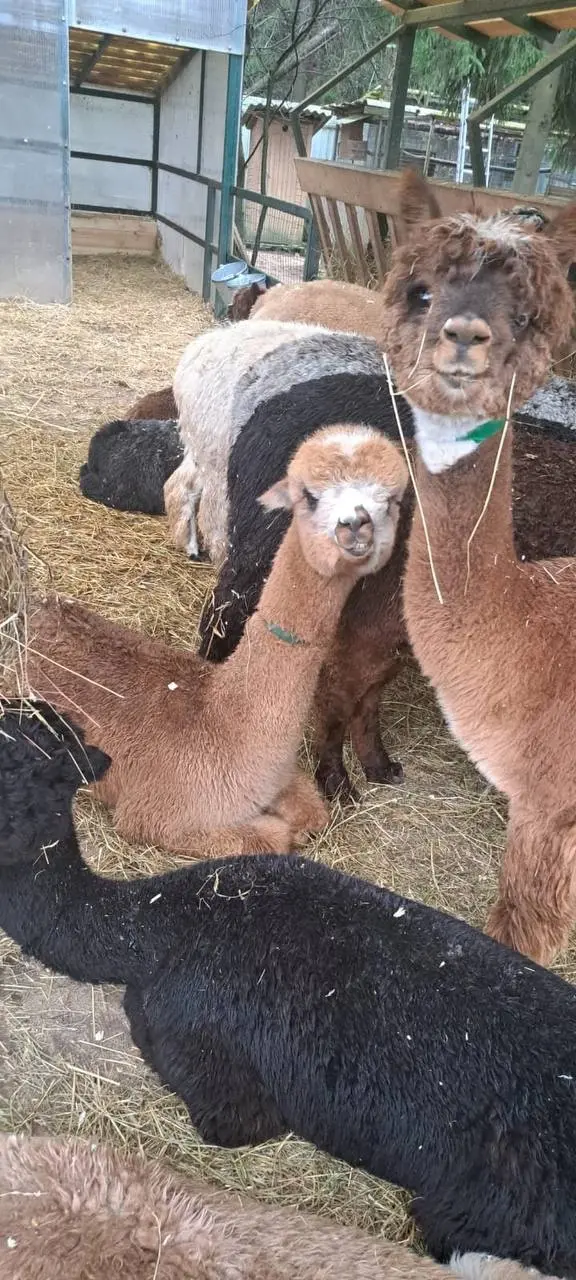 Альпаки на поезде приедут в барнаульский зоопарк