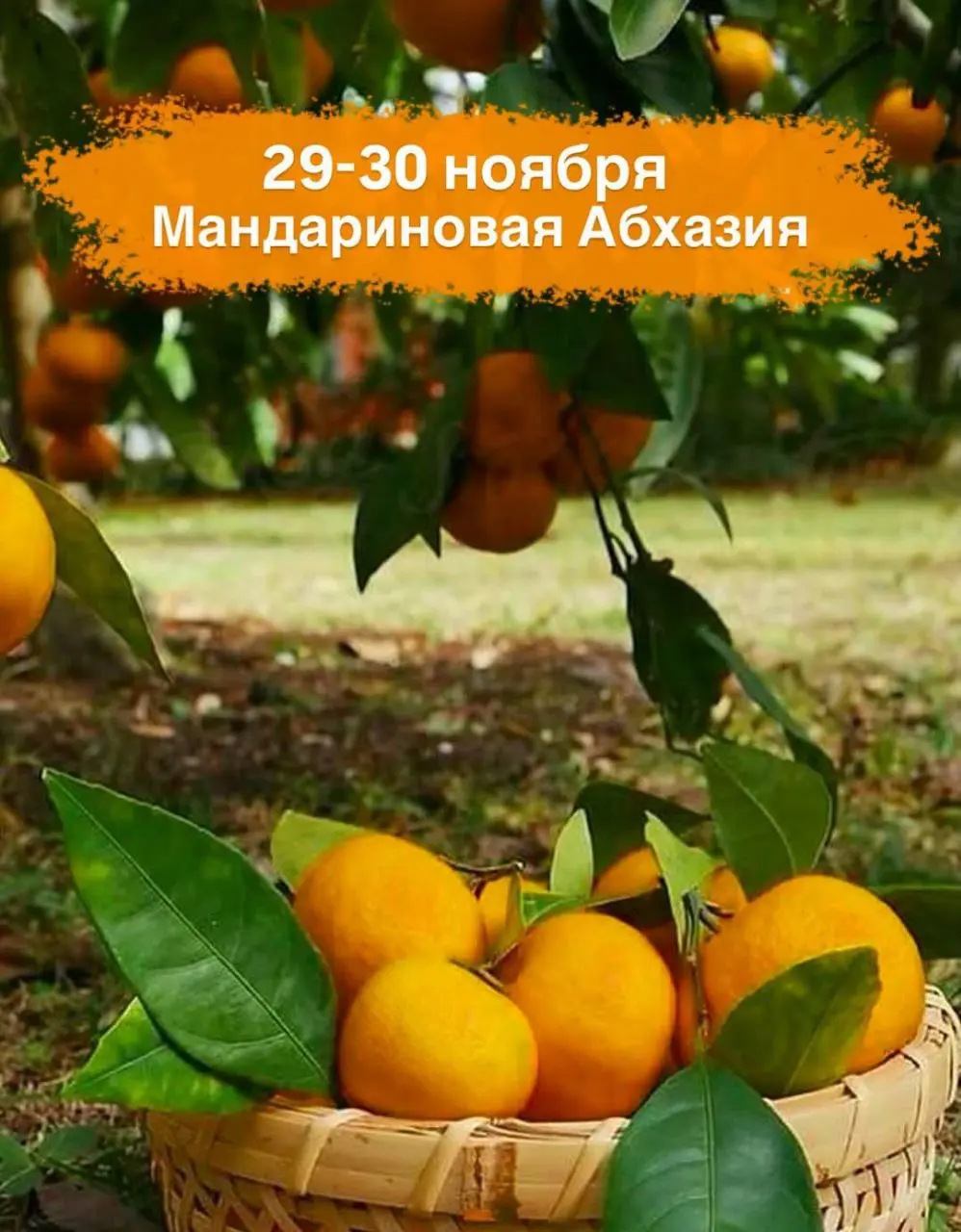 Мандариновая Абхазия