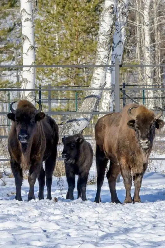 Башкирское сафари