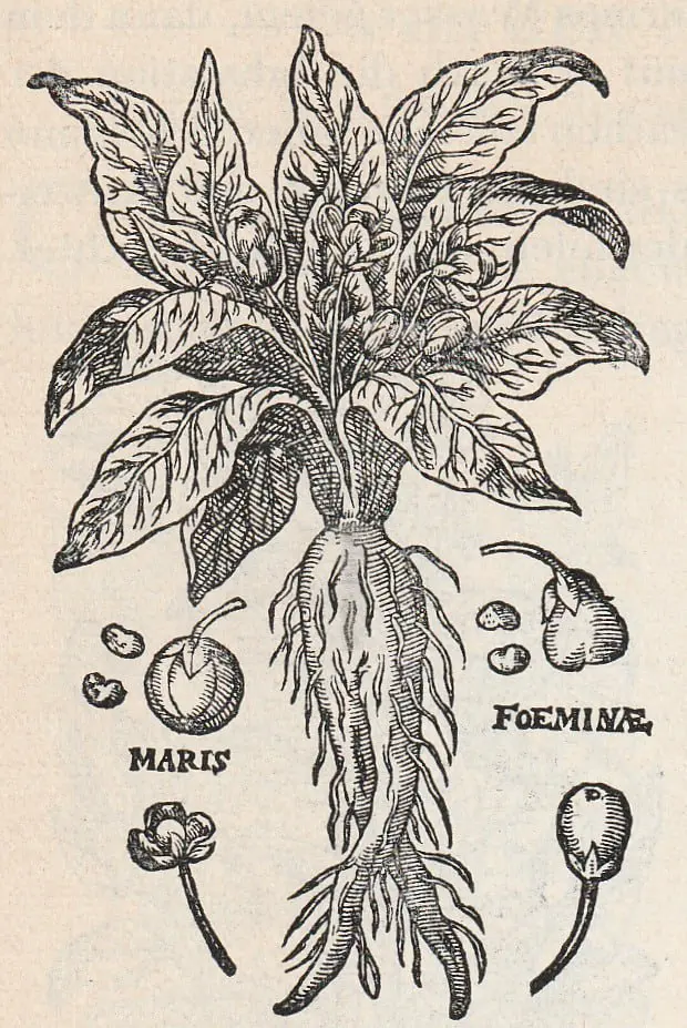 Аптекари: Альберт, Кушелевский и другие