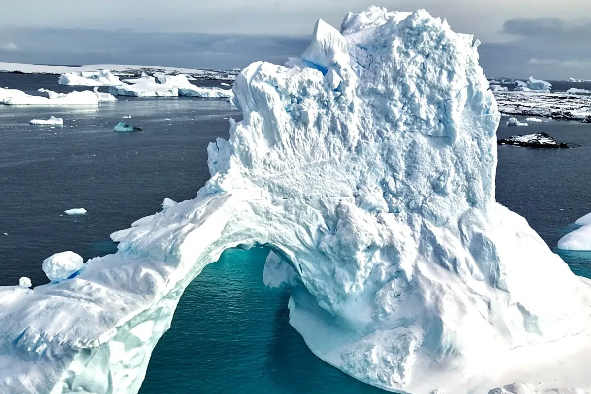 Антон Птушкин в Берлине: благотворительный показ фильма «Антарктида»