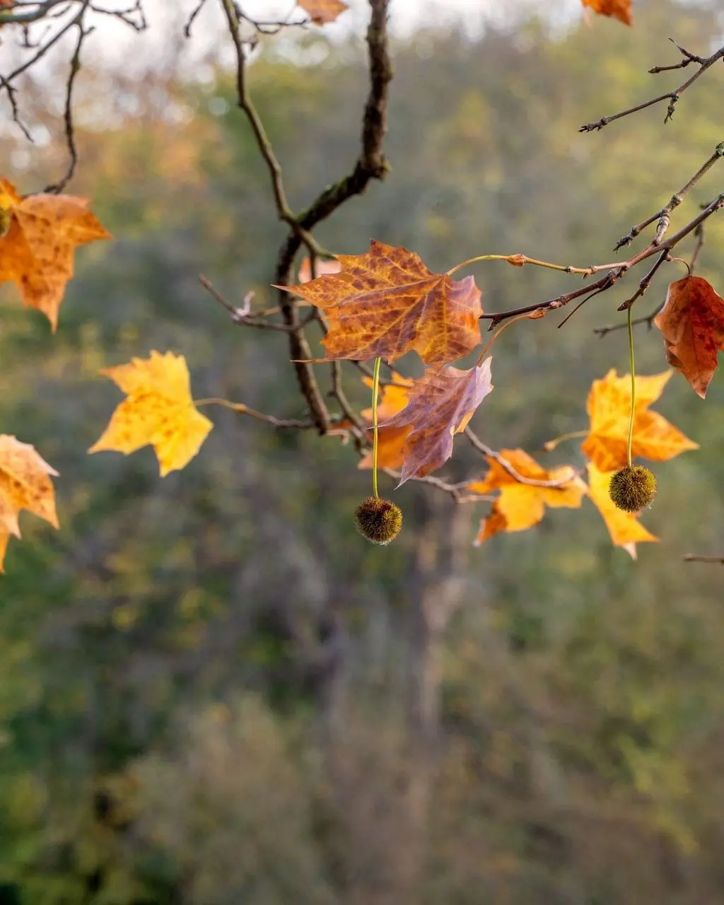 River Arts Club — викторианское поместье на берегу Темзы