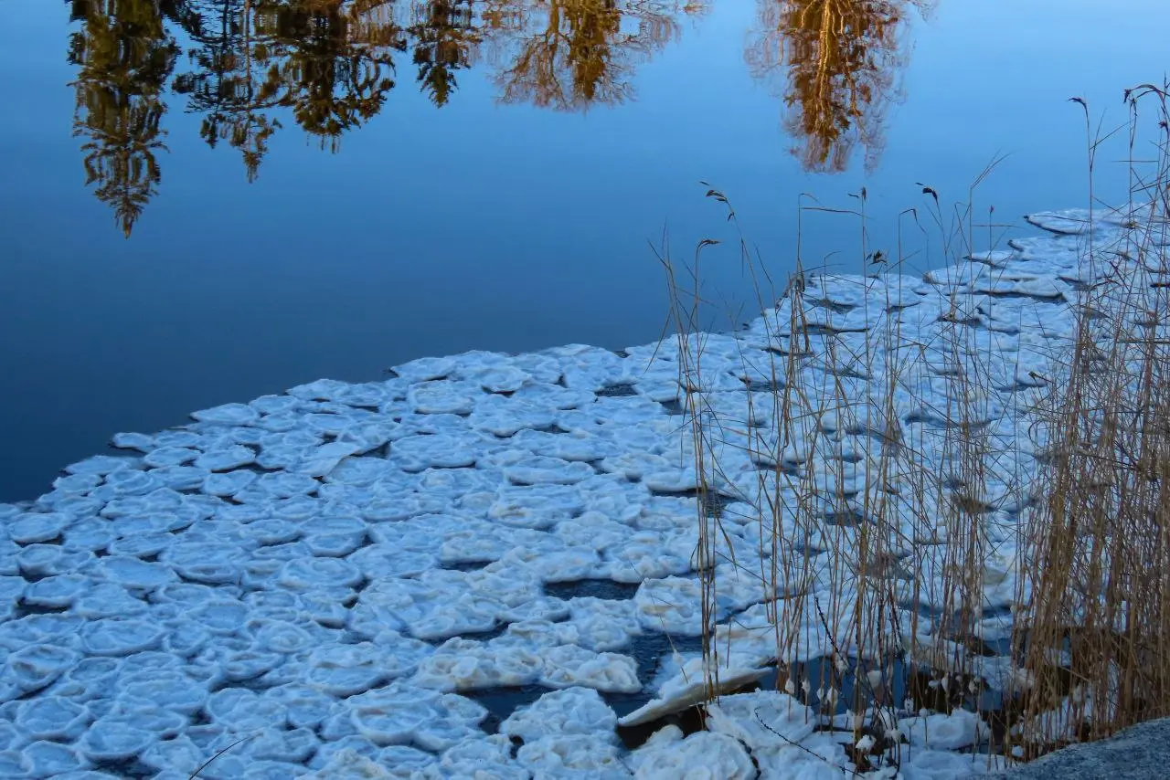 Ледяные блинчики в выборгском парке Монрепо