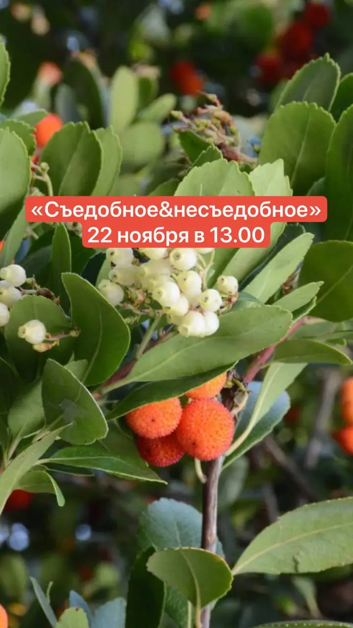 Съедобное&несъдобное