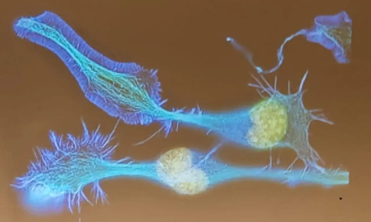 Русские спарринги