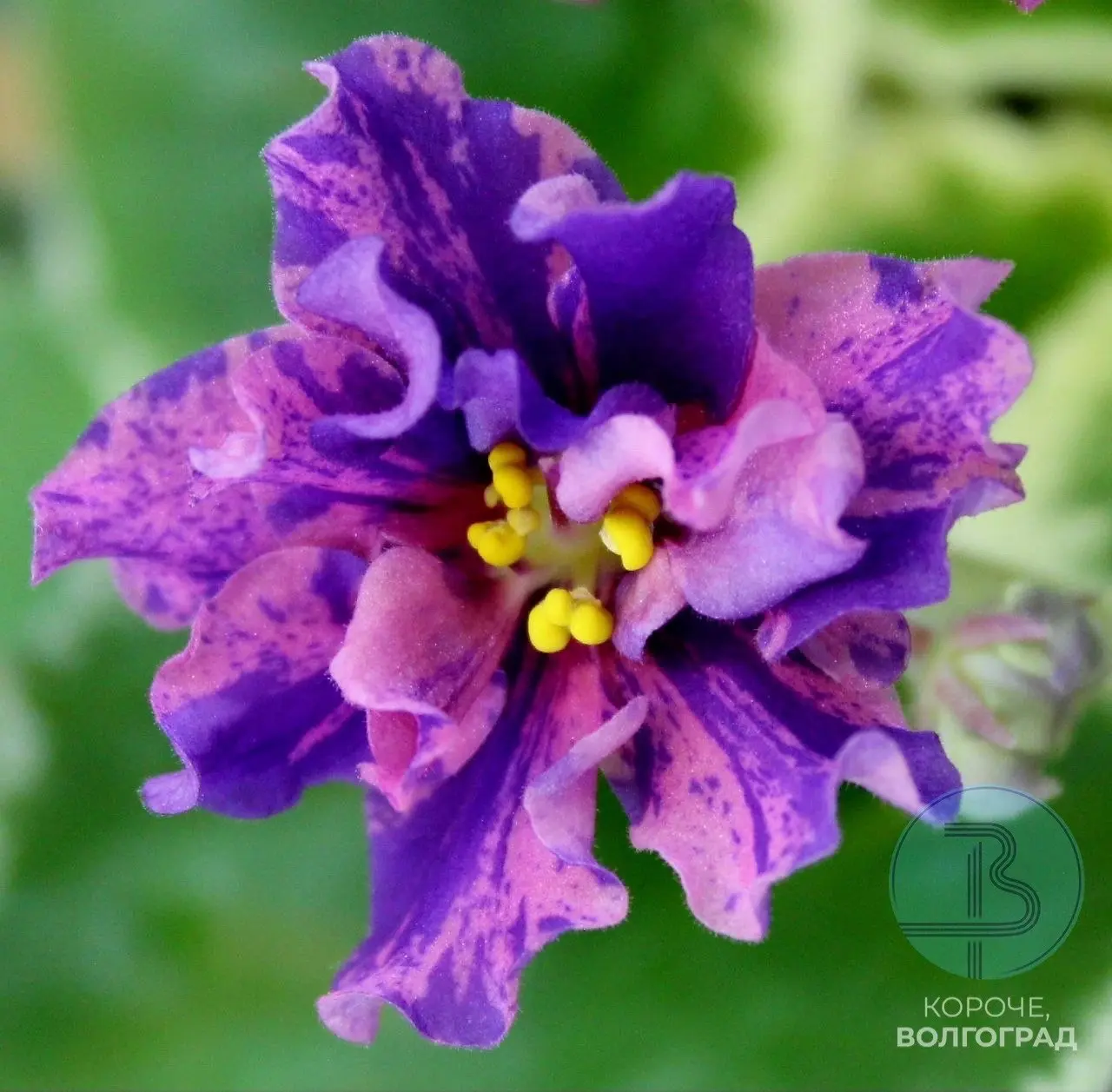 Многообразие форм и оттенков: выставка фиалок