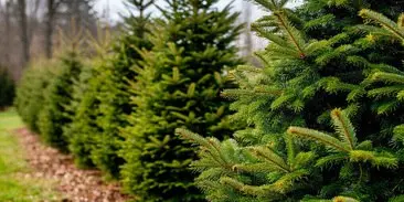 Ёлочные базары в Чите начнут работать