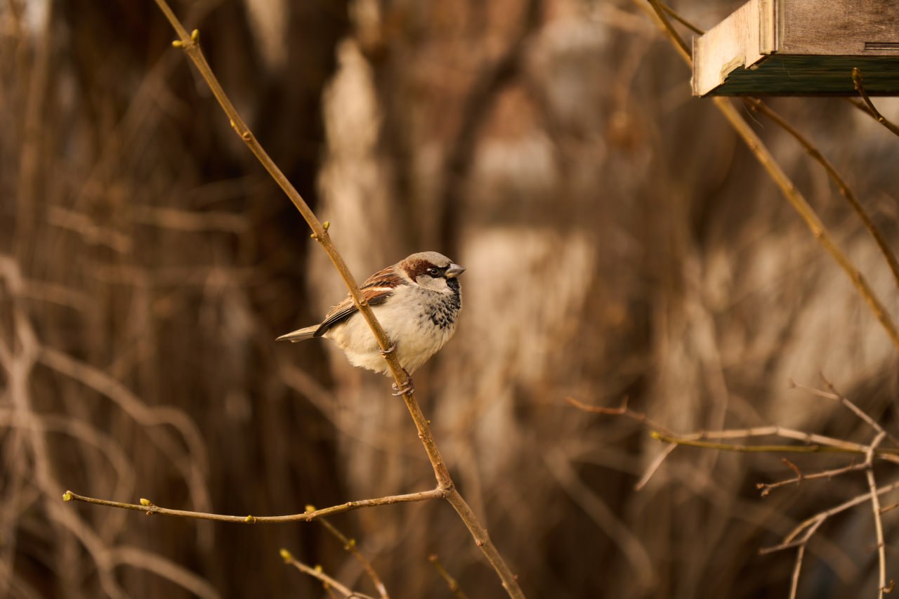 Арт-лекция Русская ёлка