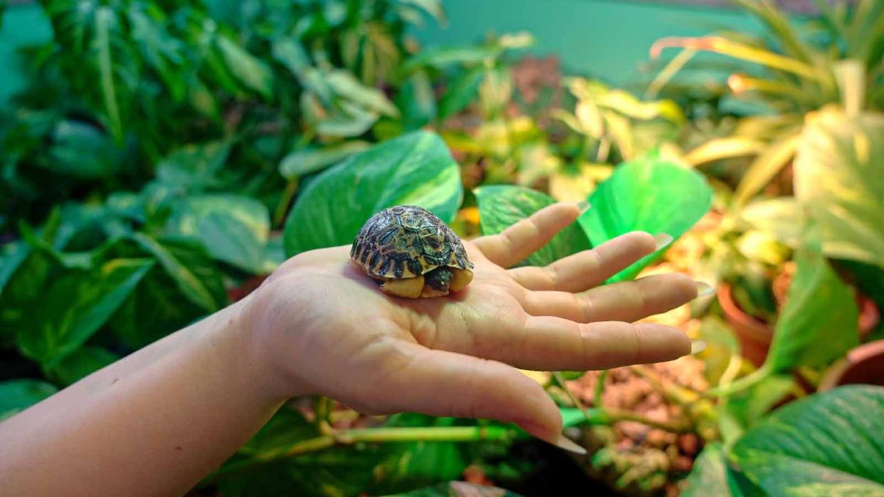 Лекция «Амфибии и рептилии Азии»