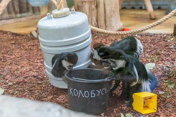 Свободный выгул. Экскурсия из цикла "Другой зоопарк"