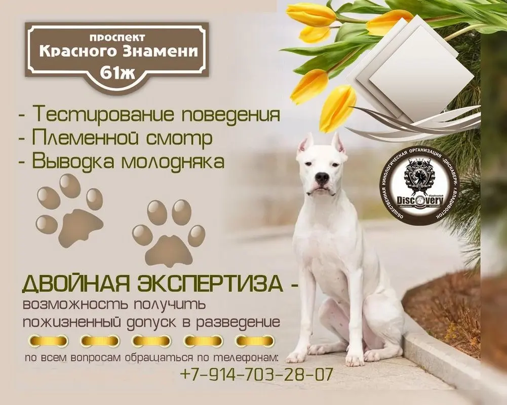 Племенной смотр, Выводка молодняка и Тестирование поведения