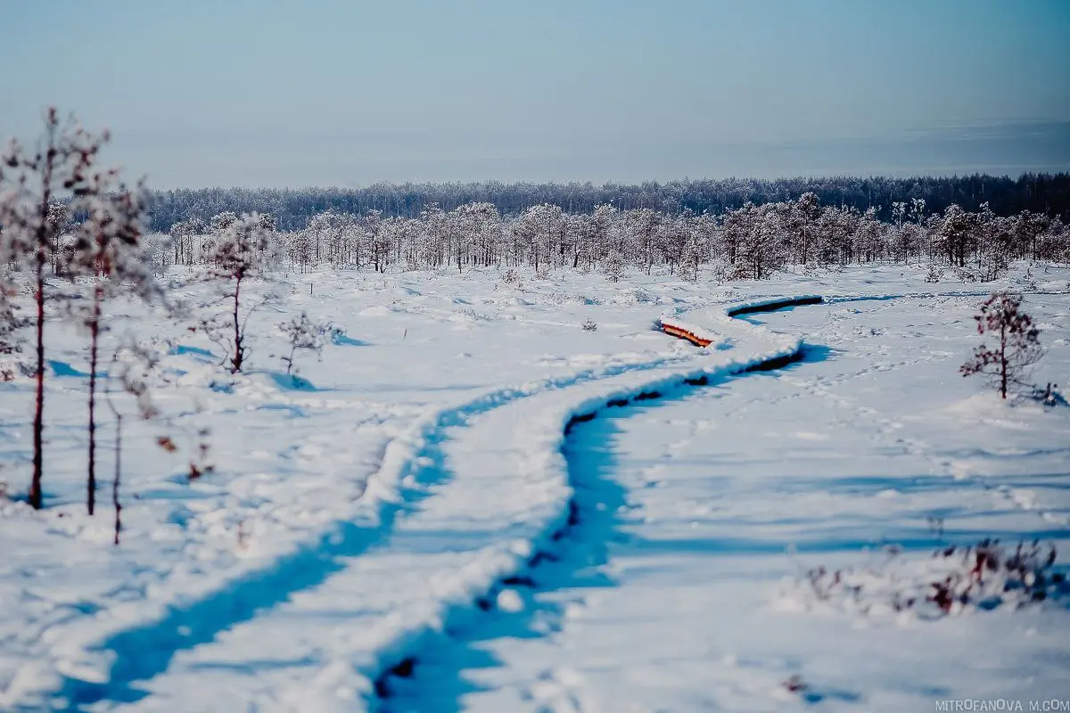 Зимняя сказка Сестрорецкого болота