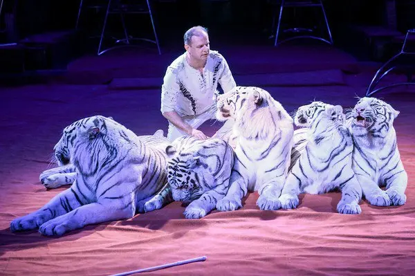 Белые тигры