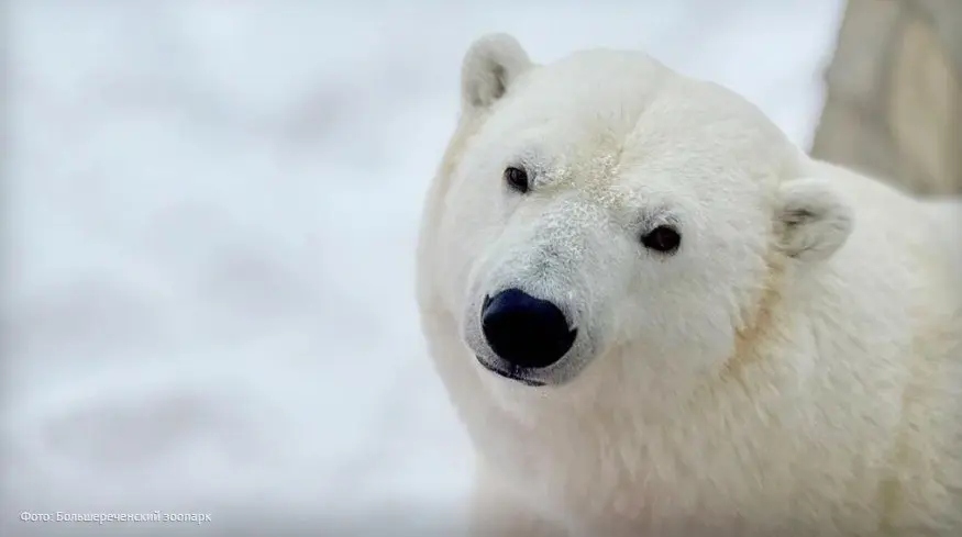 Легенды о животных