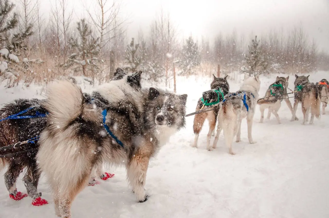 ВЫХОДНЫЕ У ХАСКИ