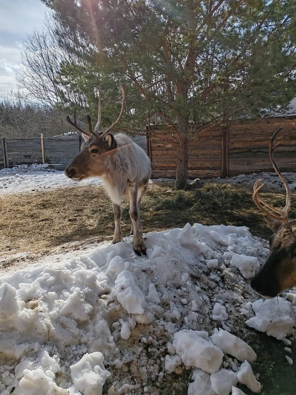 ВЫХОДНЫЕ У ХАСКИ