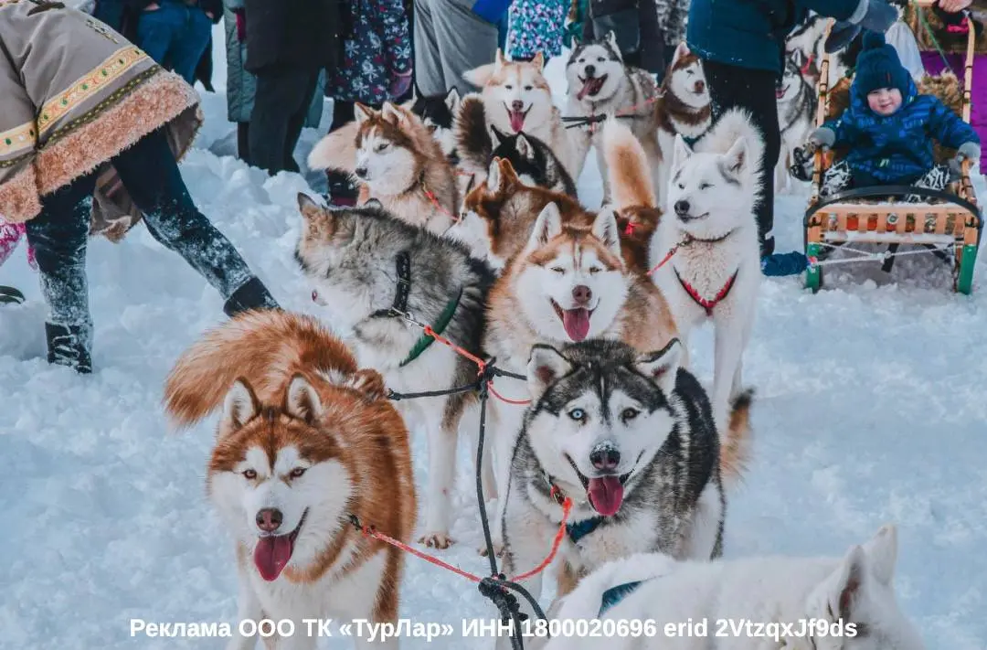 ВЫХОДНЫЕ У ХАСКИ