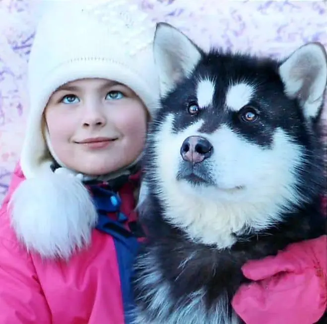В гости к северным собакам
