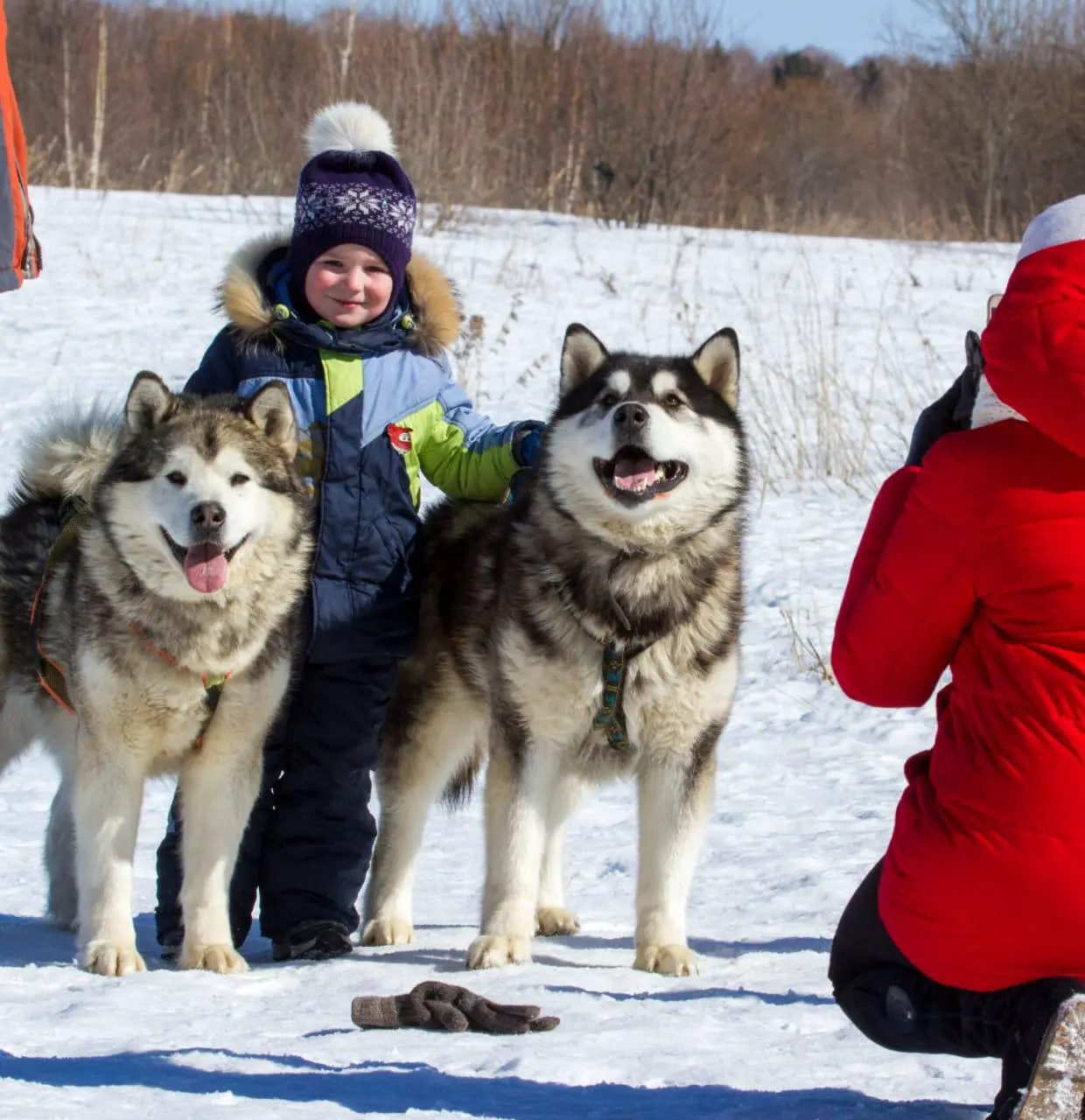 В гости к северным собакам