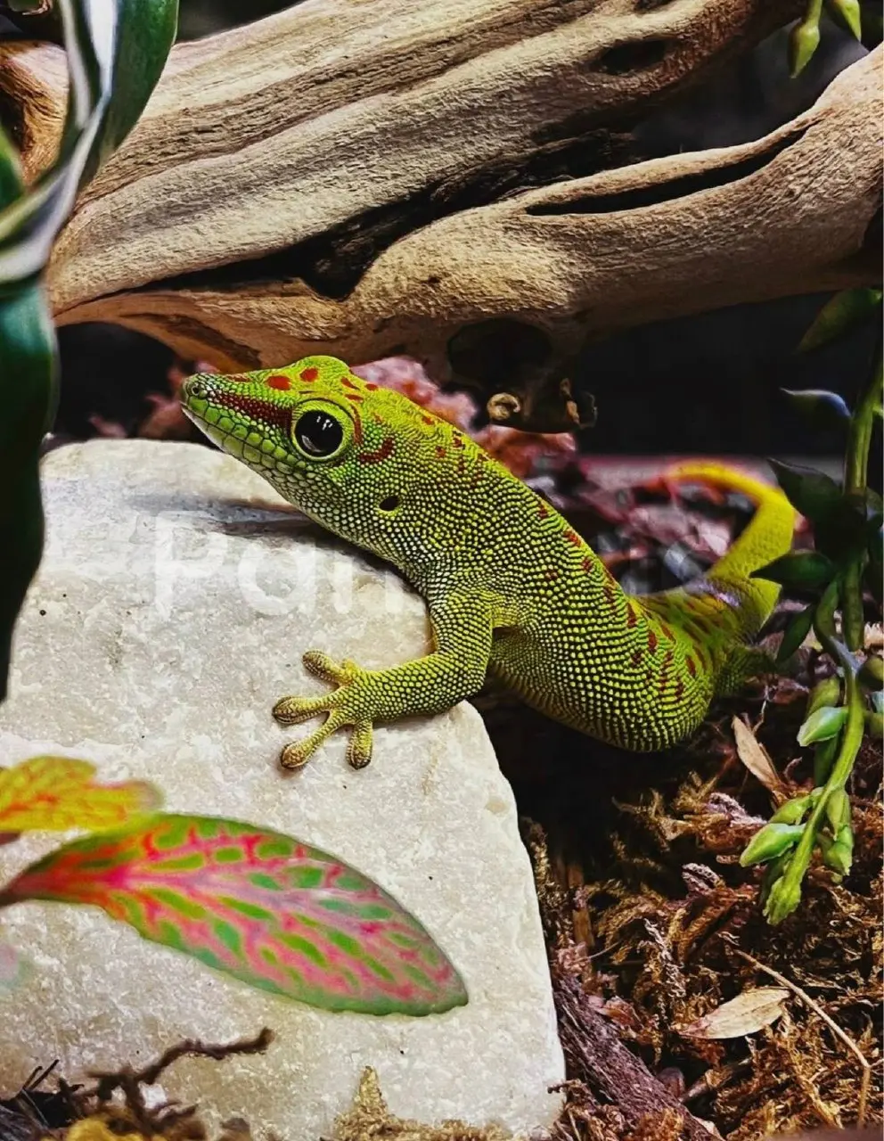 Выставка «Динопарк Раптор и Вторжение пауков»