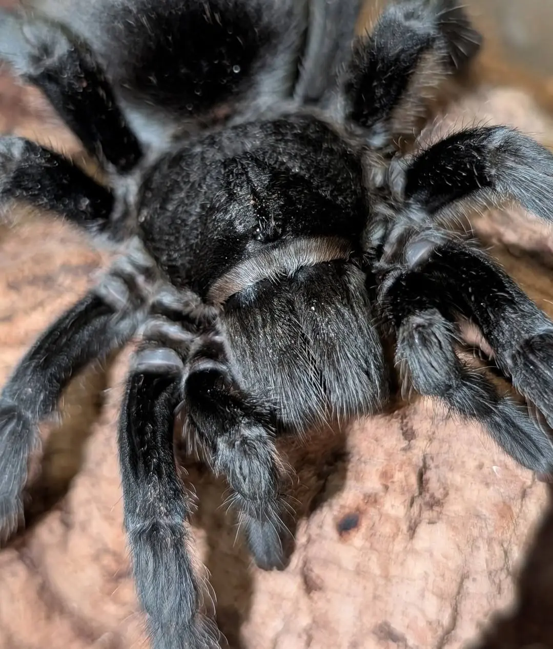 Выставка «Динопарк Раптор и Вторжение пауков»