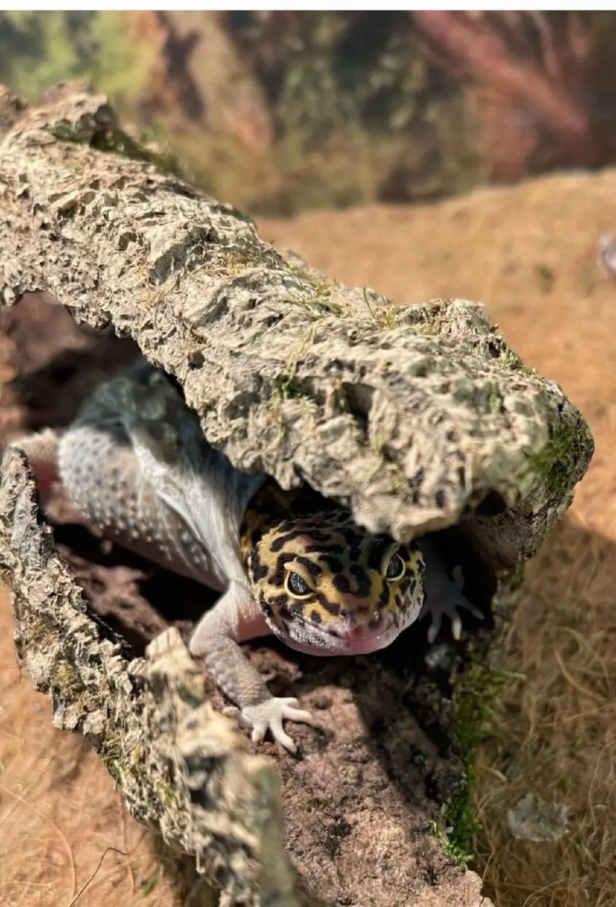 Выставка «Динопарк Раптор и Вторжение пауков»