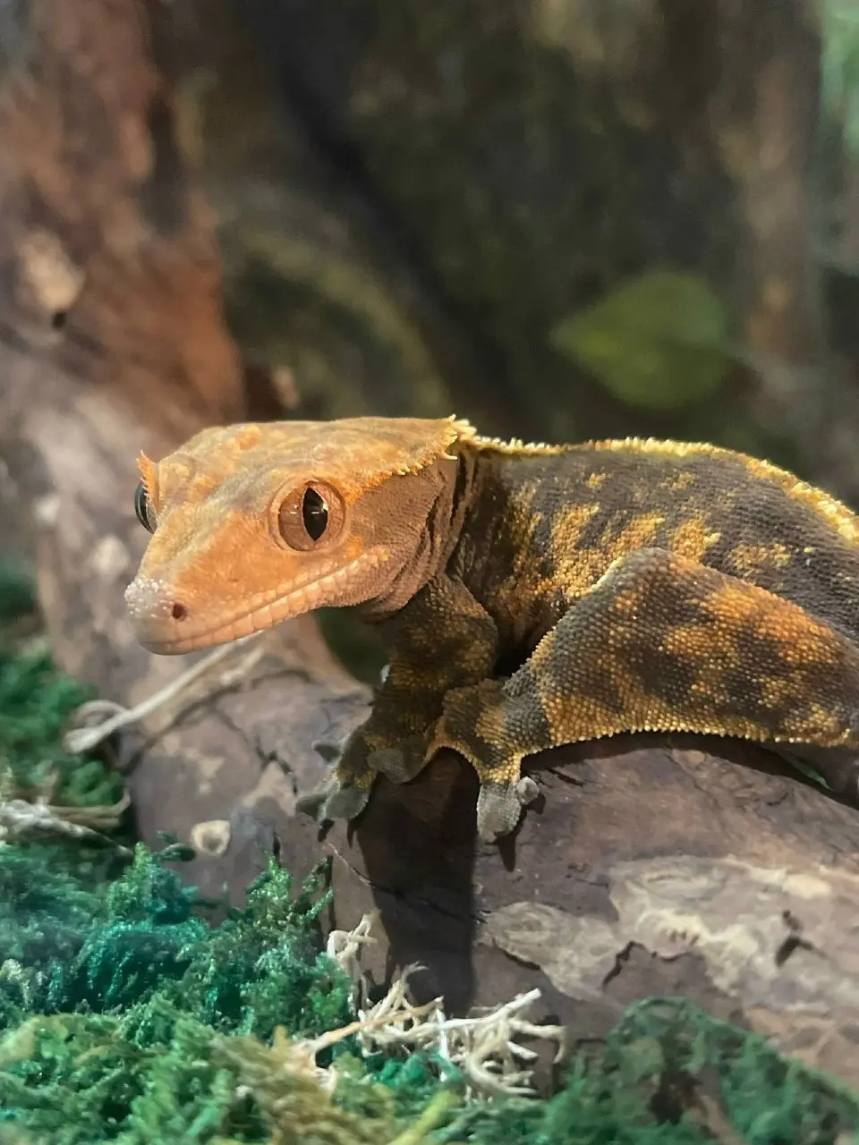 Выставка «Динопарк Раптор и Вторжение пауков»