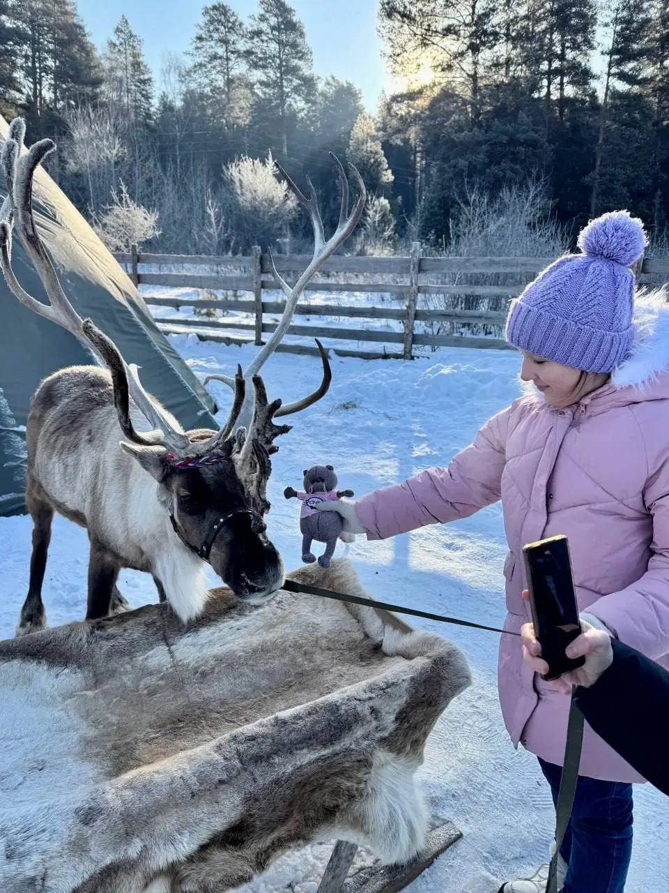 Едем к северным оленям