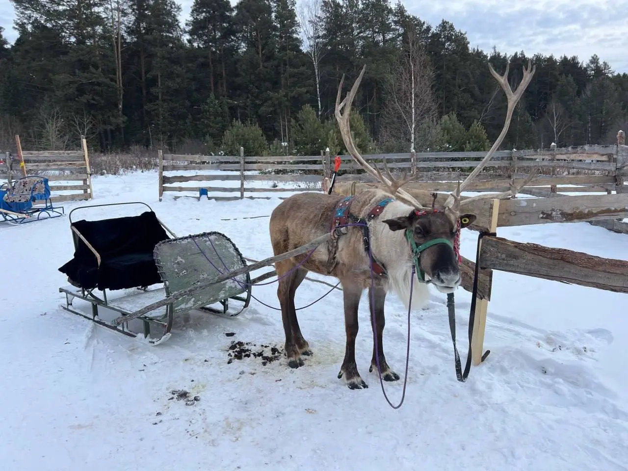 Едем к северным оленям