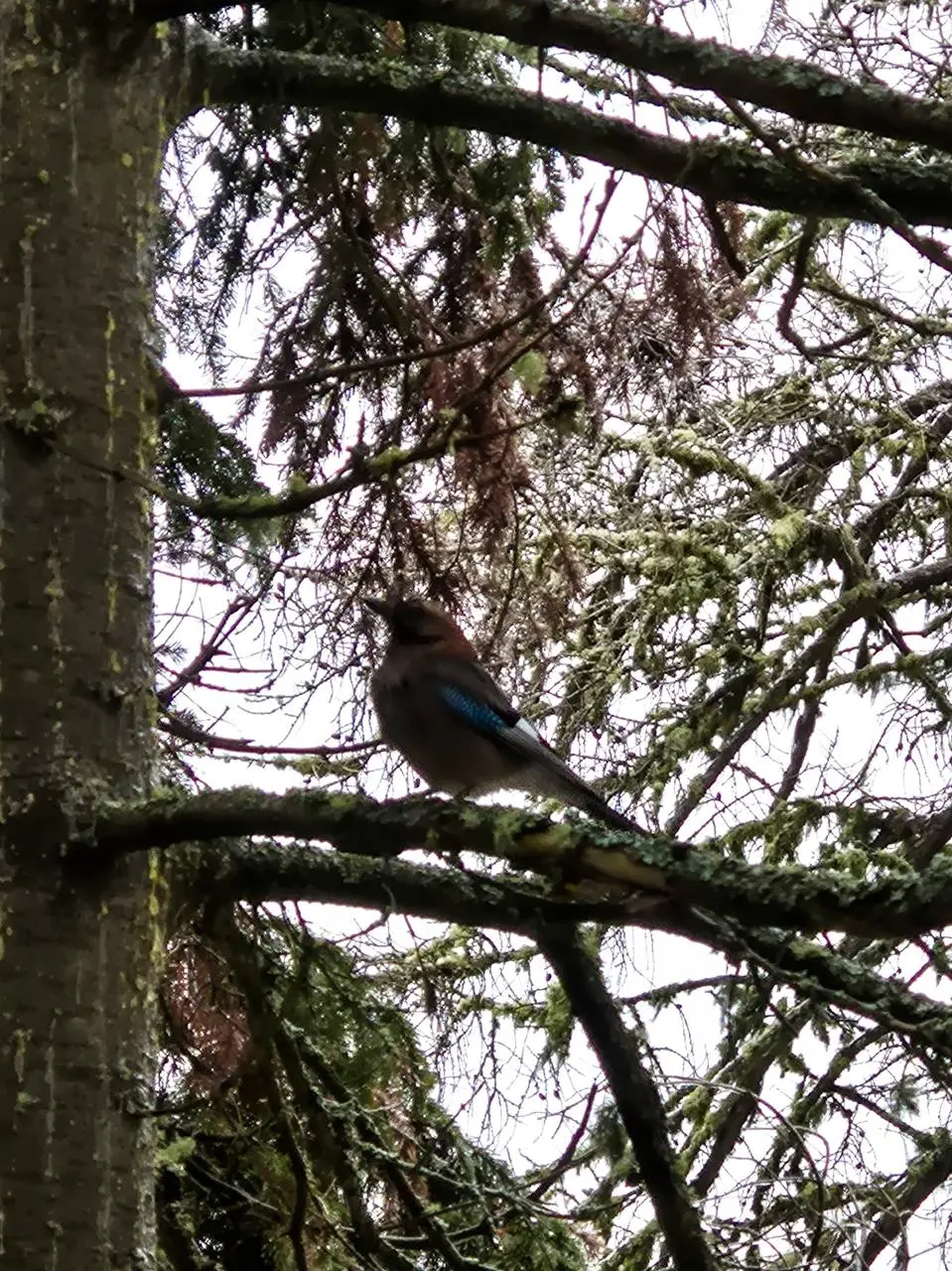 Прекрасный Айгир