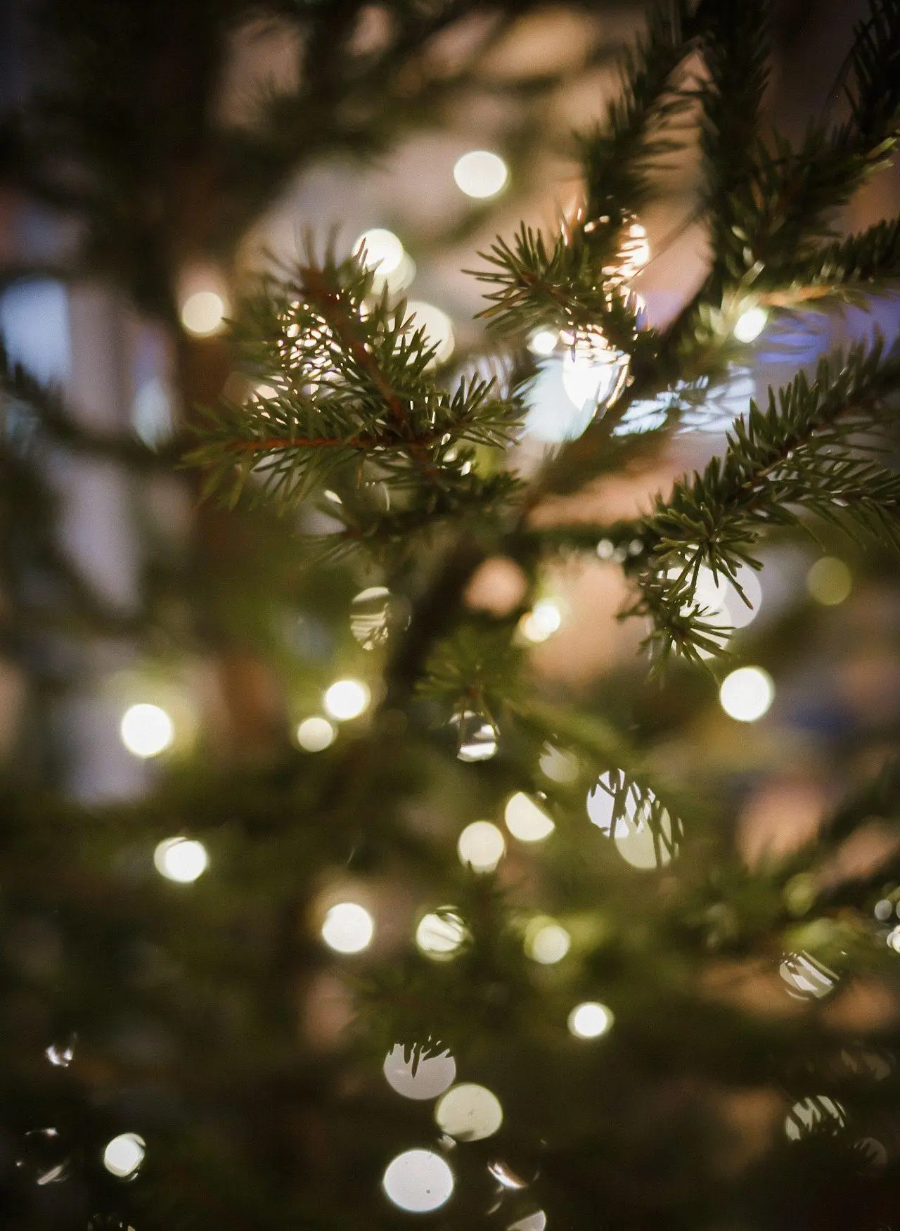 Мероприятия первой недели зимы в Gastroport Adler