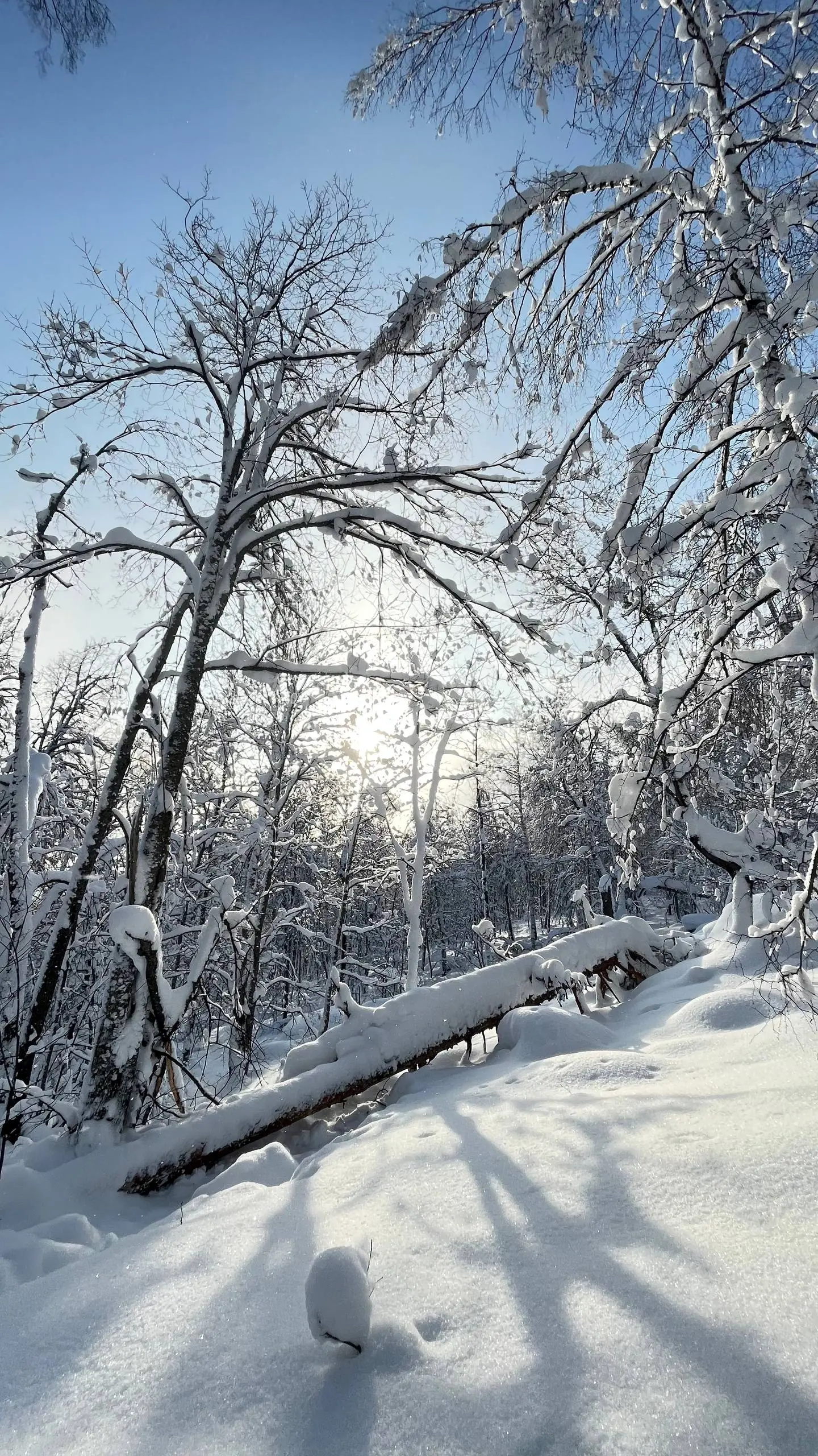 Предновогодний выезд