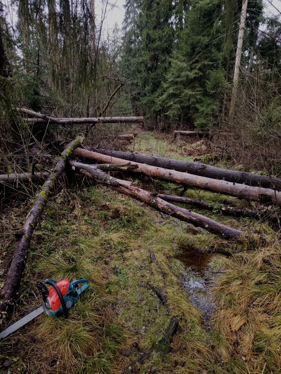 ЭПИЛЕСПИСИЯ